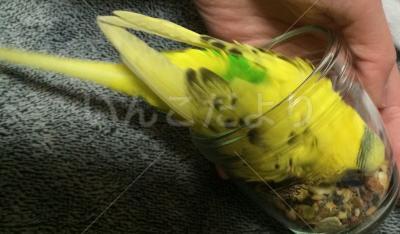 コメントの画像