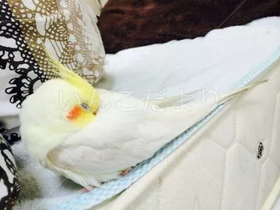 コメントの画像