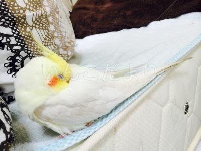 コメントの画像
