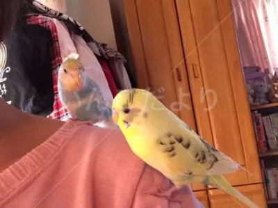 コメントの画像