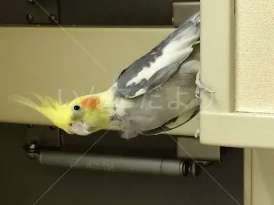 コメントの画像