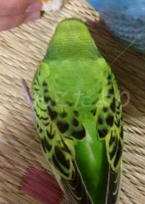 コメントの画像