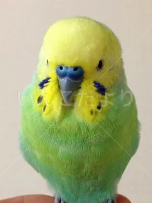 コメントの画像