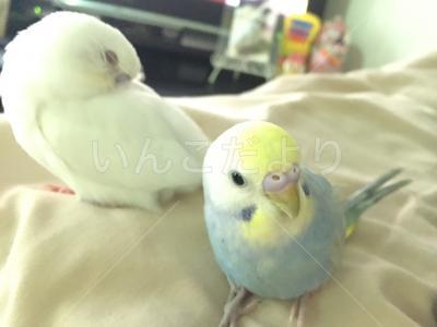 コメントの画像
