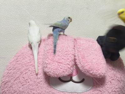 コメントの画像
