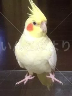 コメントの画像