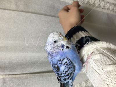 コメントの画像