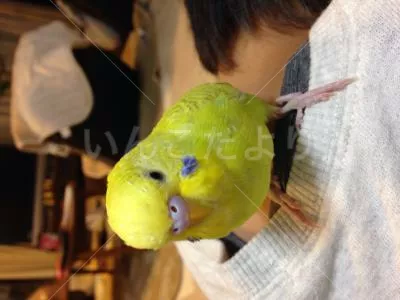 コメントの画像