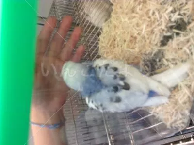 コメントの画像