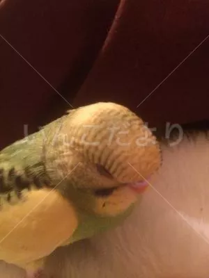 コメントの画像