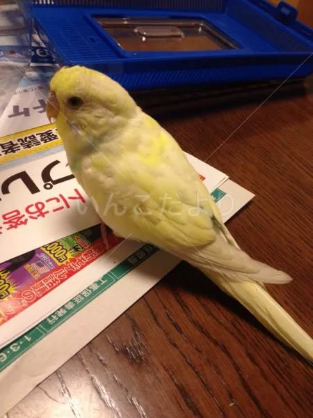 コメントの画像