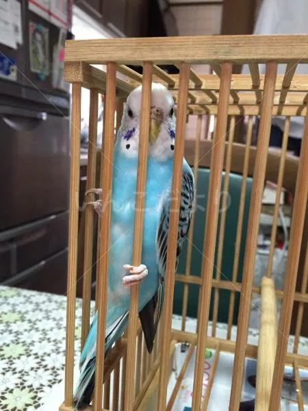 コメントの画像