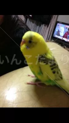 コメントの画像