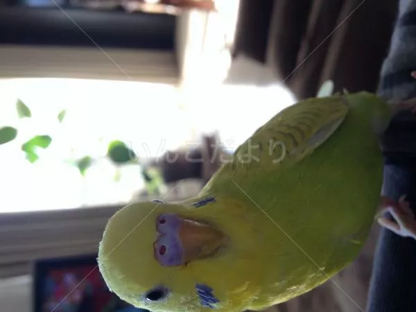 コメントの画像