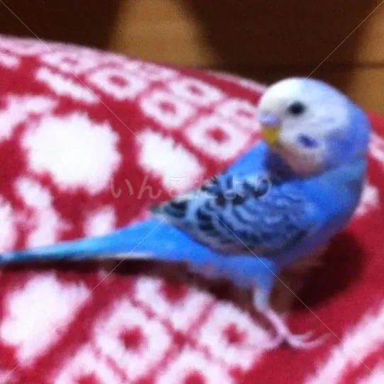 コメントの画像