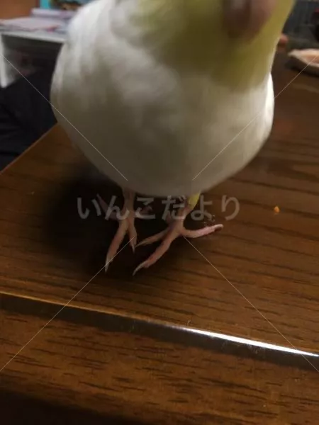 コメントの画像