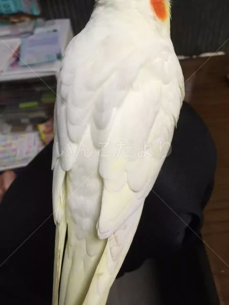 コメントの画像