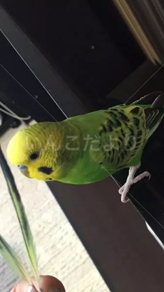 コメントの画像