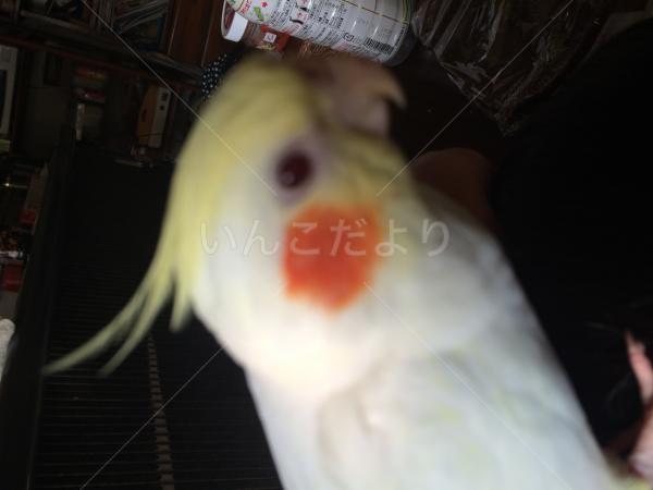 コメントの画像