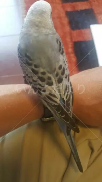 コメントの画像