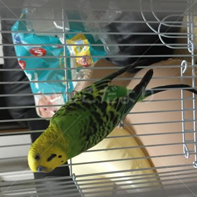 コメントの画像