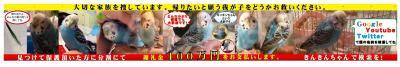 コメントの画像