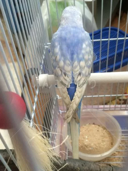 コメントの画像