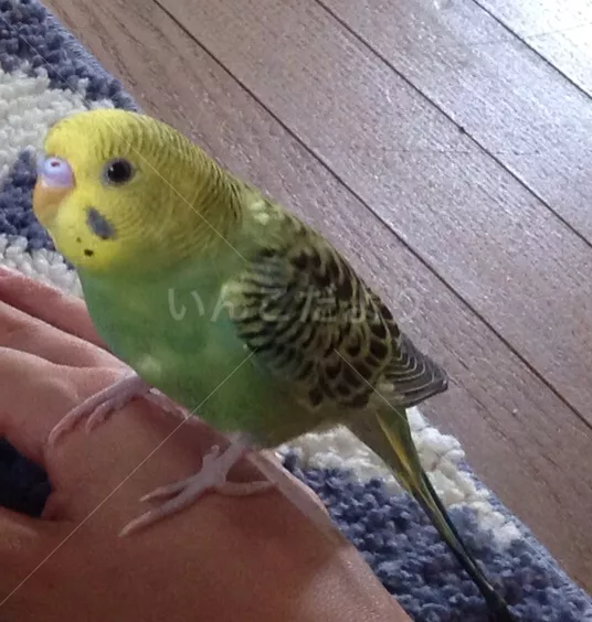 コメントの画像