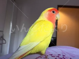 コメントの画像