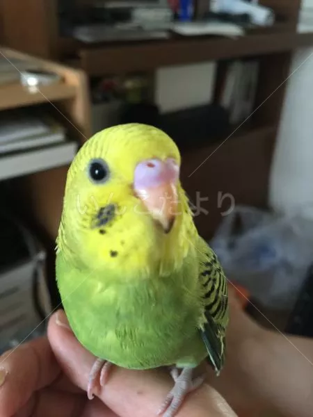 コメントの画像