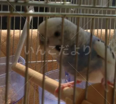 コメントの画像