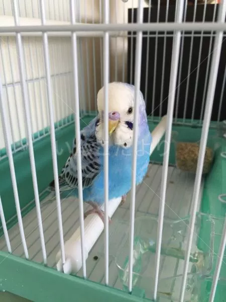 コメントの画像