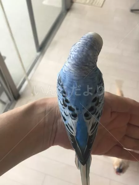 コメントの画像