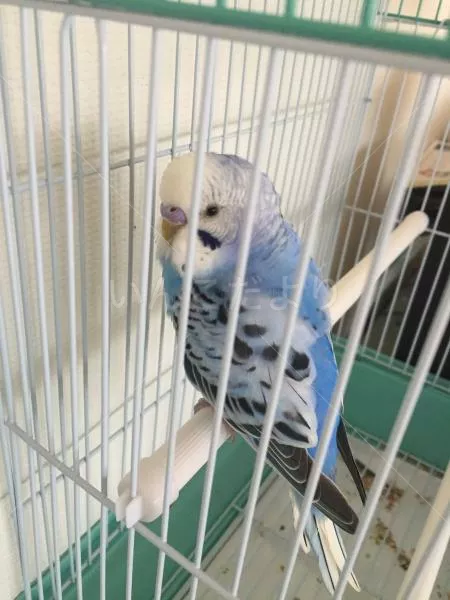 コメントの画像