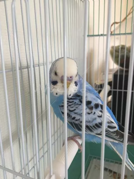 コメントの画像