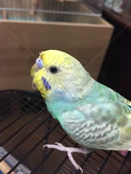 コメントの画像