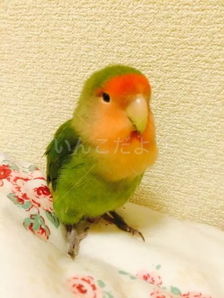 コメントの画像