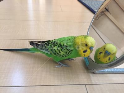 コメントの画像