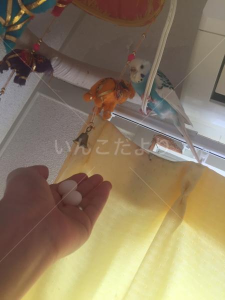 コメントの画像