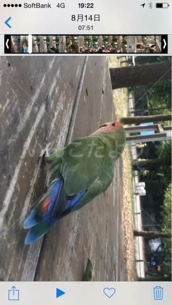 コメントの画像