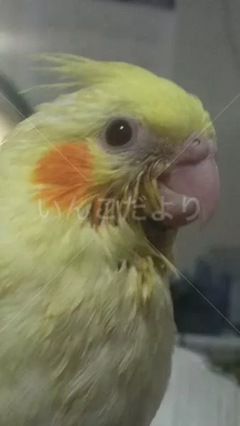 コメントの画像