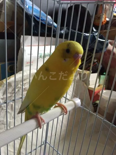 コメントの画像