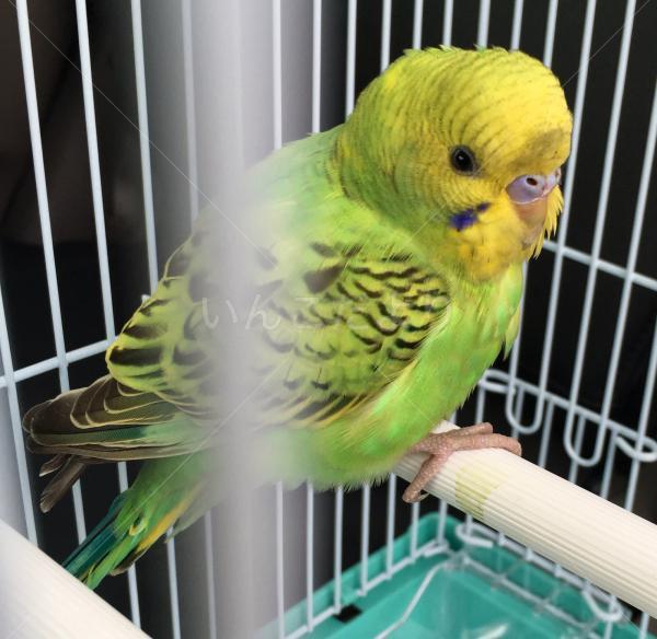 コメントの画像