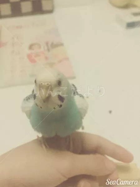 コメントの画像