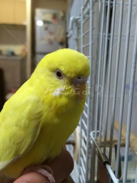 コメントの画像