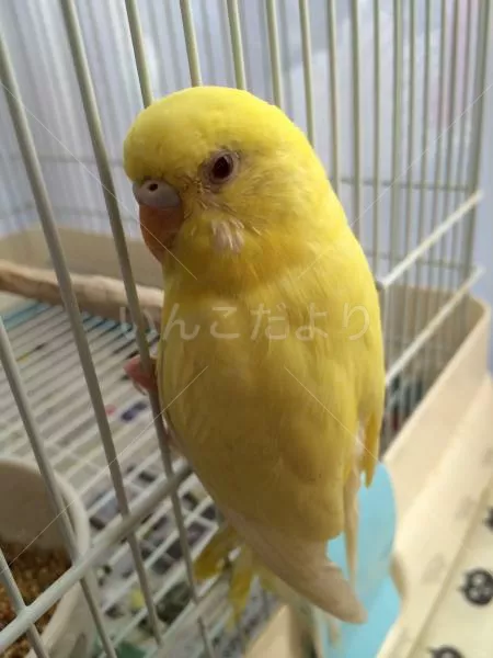 コメントの画像