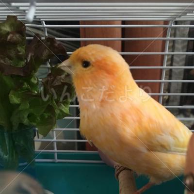 コメントの画像