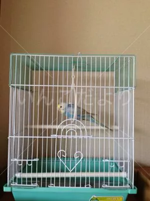 コメントの画像