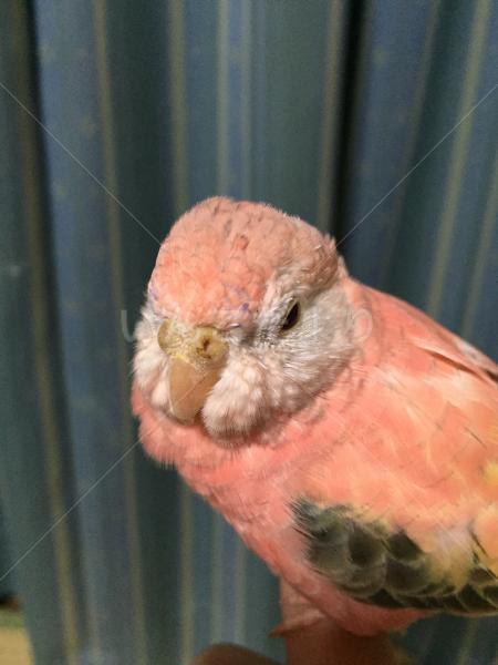 コメントの画像