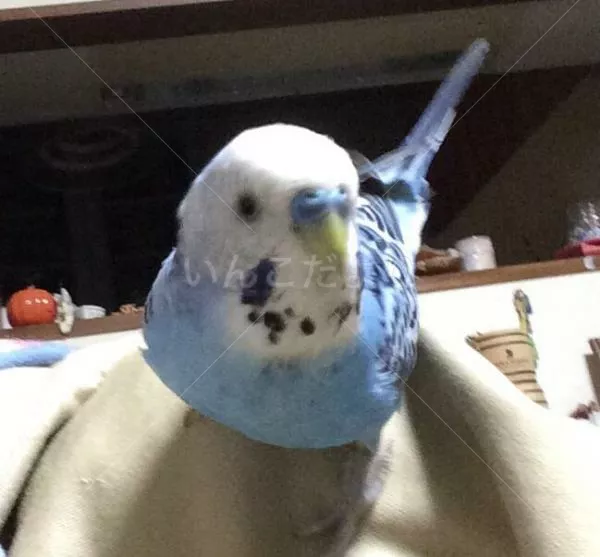 コメントの画像